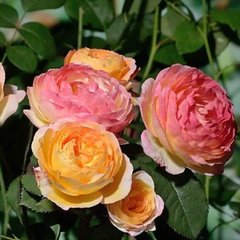 Троянда Розоман Жанон, С5
