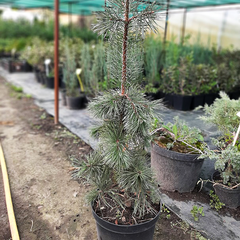 Сосна пендула Уэлл (Pinus pendula Well), 220 см