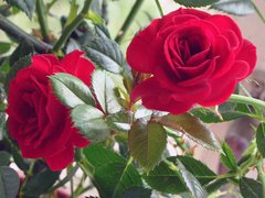 Троянда ґрунтопокривна червона, 1 шт