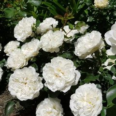 Роза почвопокровная белая, 1 шт