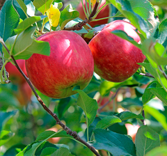 Саджанці яблунь