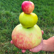 Самі величезні яблука