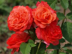 Троянда Емільєн Гійо, С5