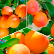 Комплекти абрикос